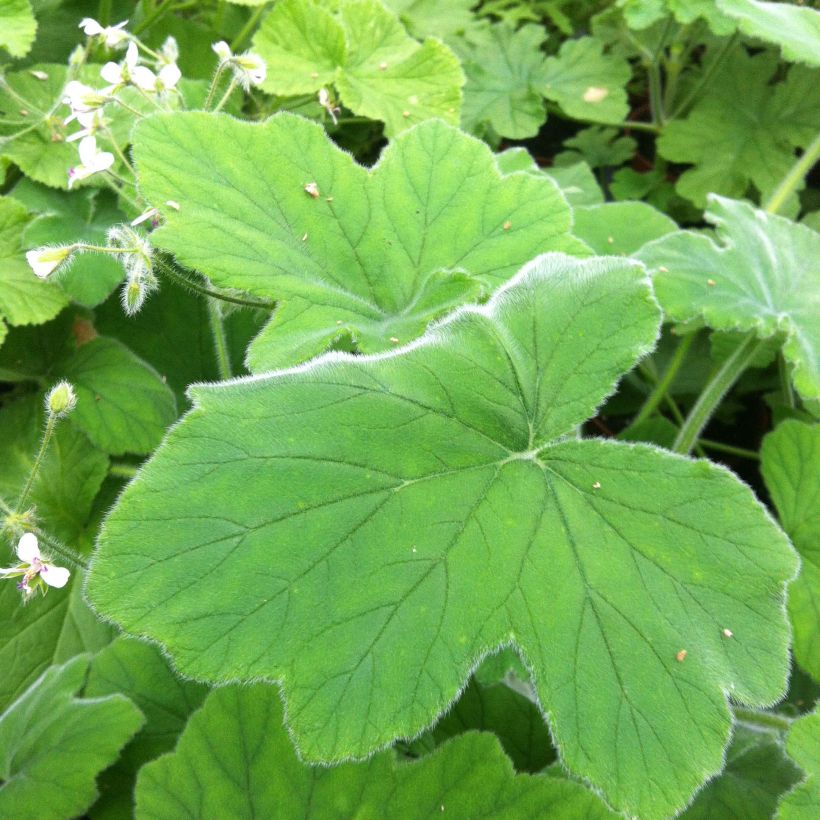 Geranio tomentosum- Pelargonium (Follaje)