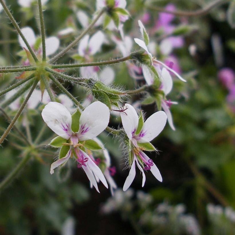 Geranio tomentosum- Pelargonium (Floración)