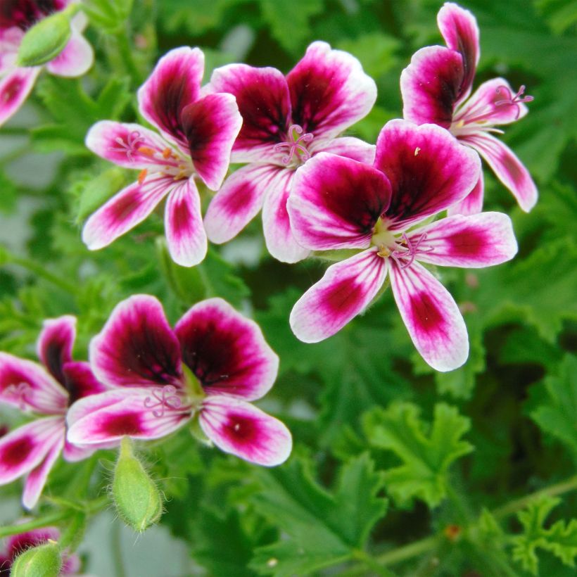 Geranio Mosquitaway Eva- Pelargonium (Floración)