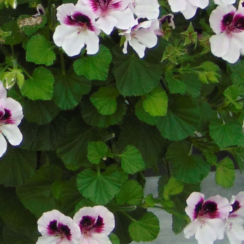 Geranio Mosquitaway Lizzy- Pelargonium (Follaje)