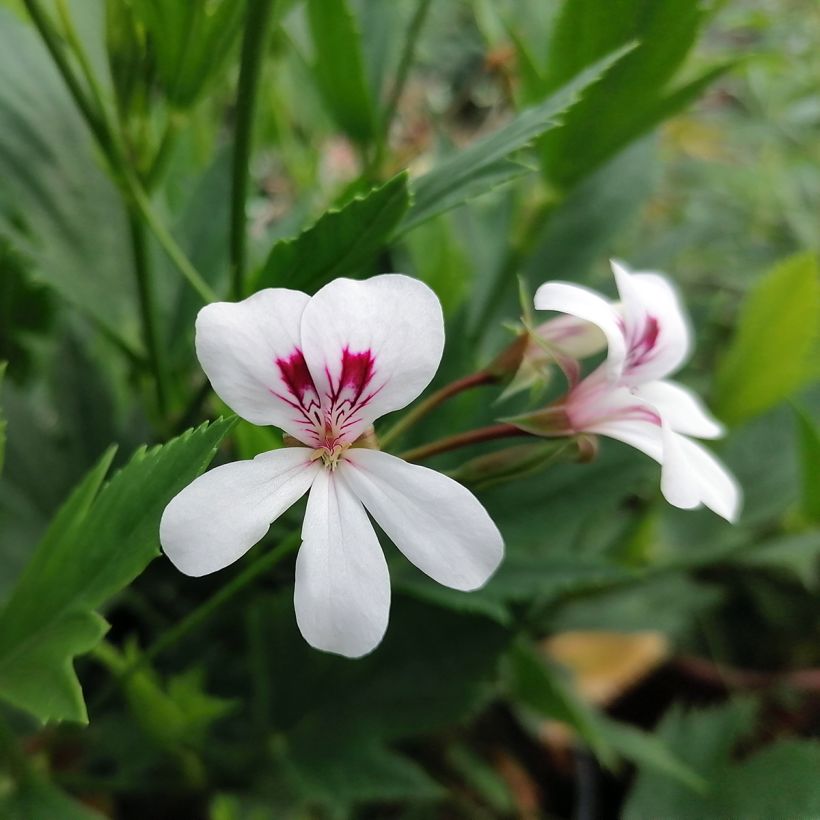 Geranio tricuspidatum- Pelargonium (Floración)