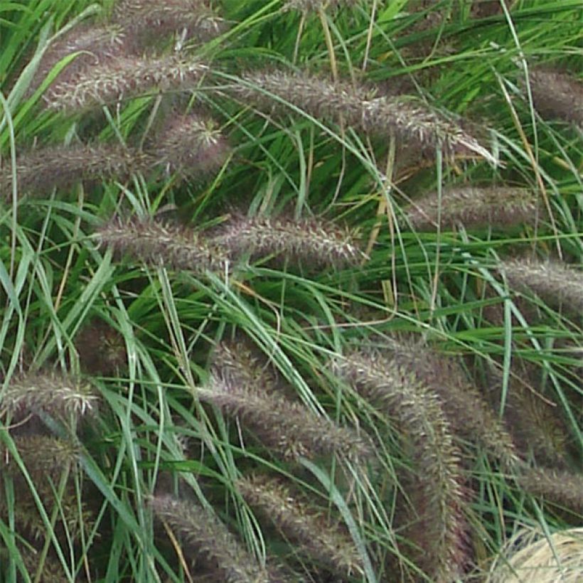 Pennisetum alopecuroïdes f. viridescens (Floración)