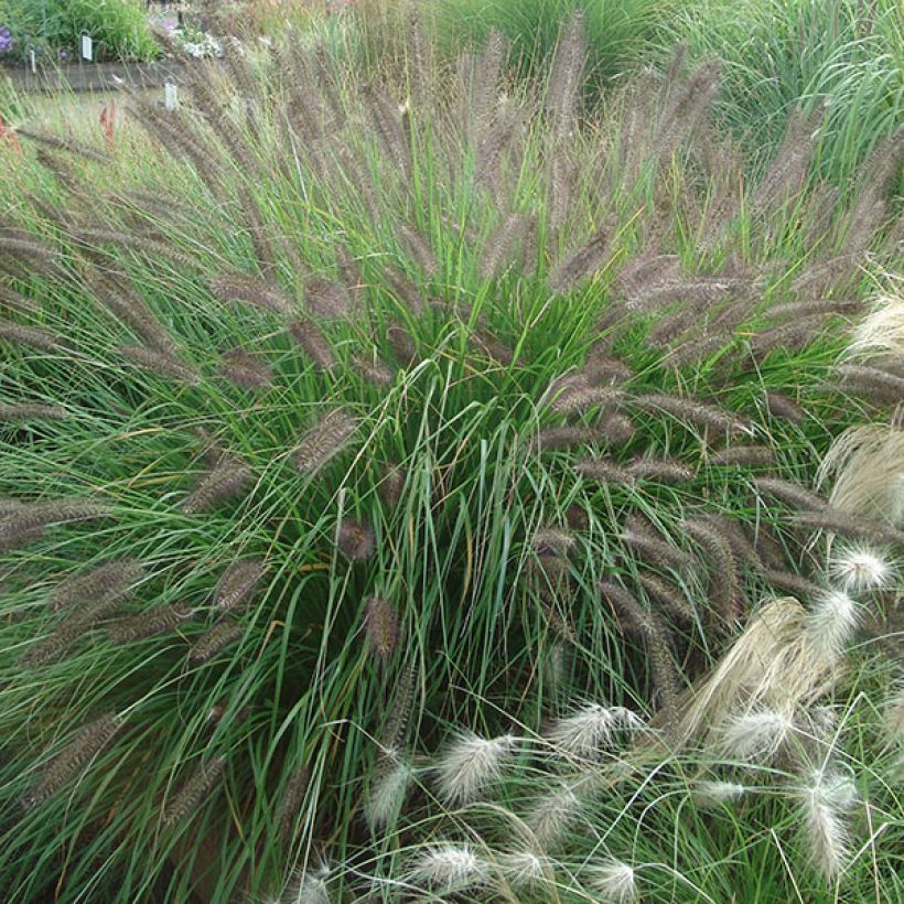 Pennisetum alopecuroïdes f. viridescens (Porte)