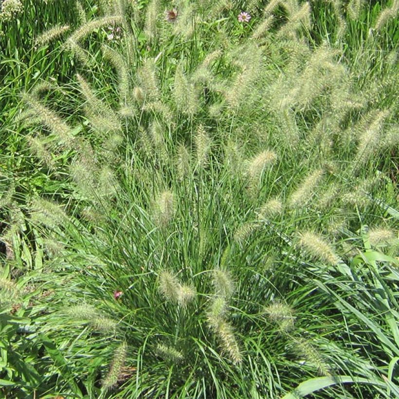 Pennisetum alopecuroïdes Cassian (Floración)