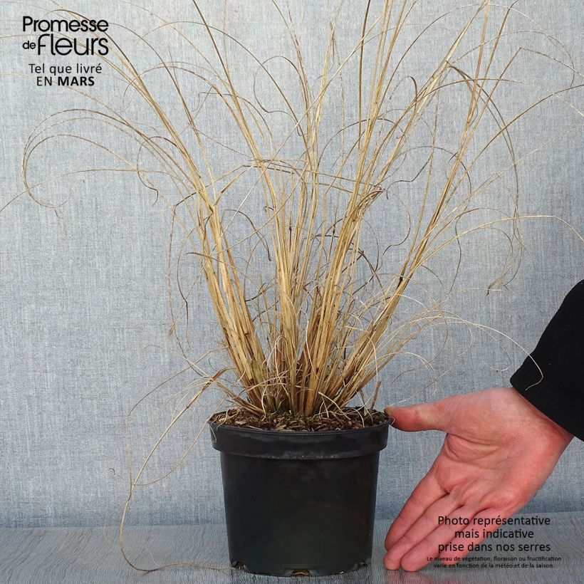 Pennisetum alopecuroides Cassian - Herbe aux écouvillons en pot de 2L/3L Ejemplar entregado en invierno