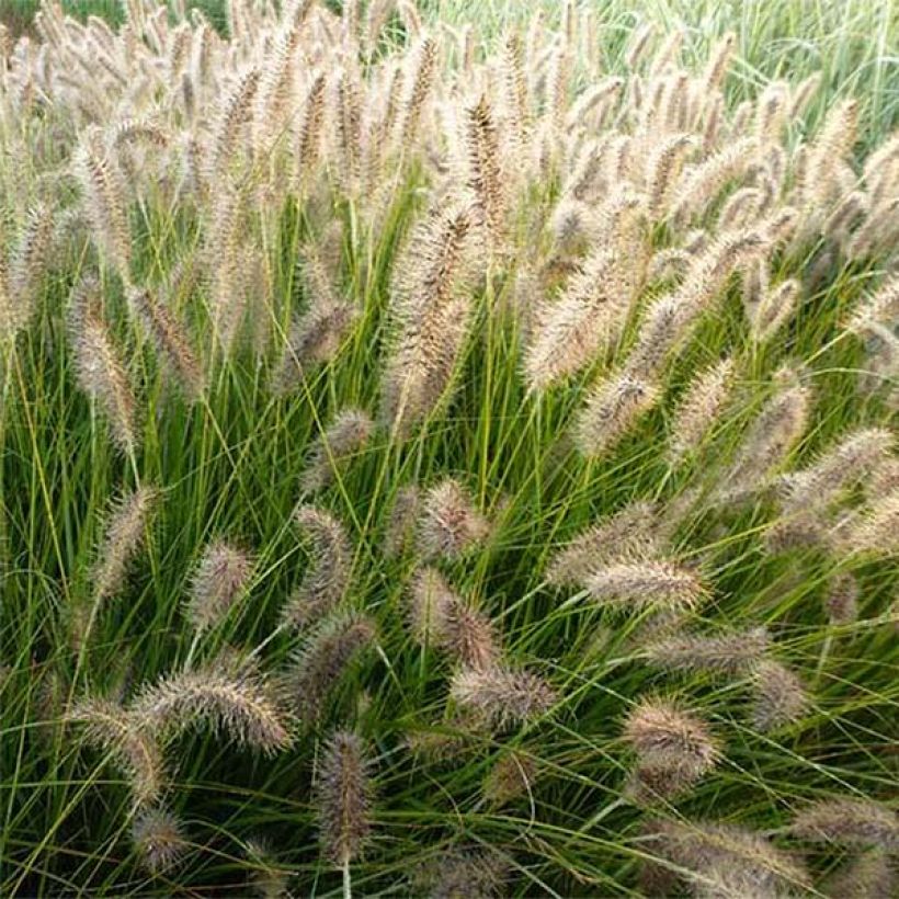 Pennisetum alopecuroïdes Gelbstiel (Floración)