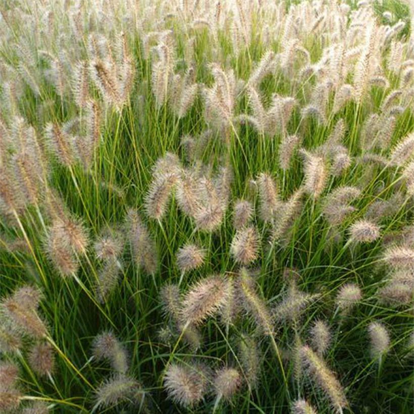 Pennisetum alopecuroides Goldstrich (Floración)