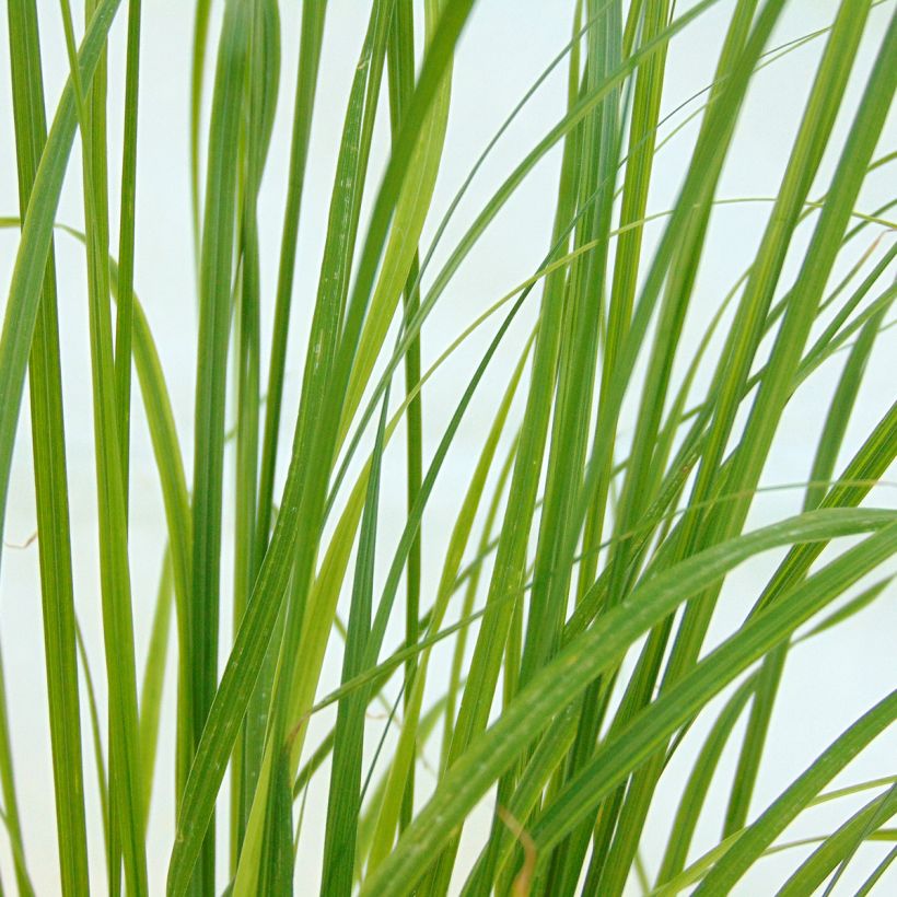 Pennisetum alopecuroides Goldstrich (Follaje)