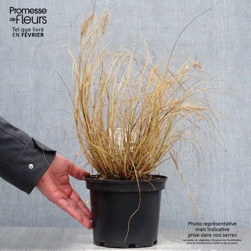 Pennisetum alopecuroides Hameln - 3L/4L Ejemplar entregado en invierno