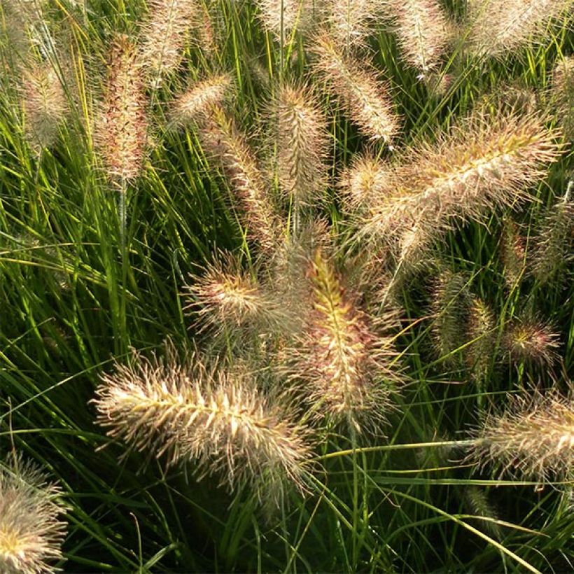 Pennisetum alopecuroïdes Hameln (Floración)