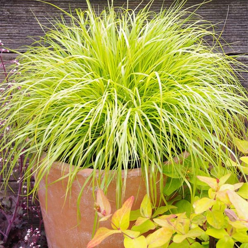 Pennisetum alopecuroïdes Hameln Gold (Porte)