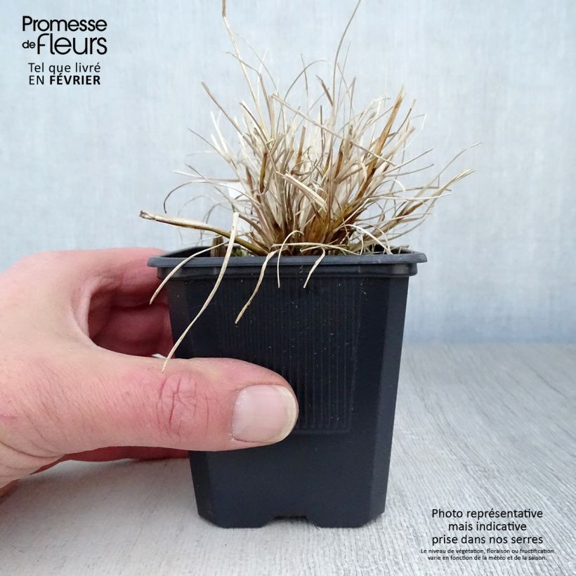 Pennisetum alopecuroides Hameln Gold - Herbe aux écouvillons dorée. Godet de 8/9 cm Ejemplar entregado en invierno