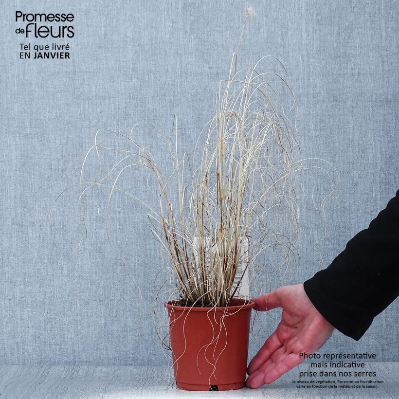 Pennisetum alopecuroides Hameln Gold - Herbe aux écouvillons dorée. Pot de 1L/1.5L Ejemplar entregado en invierno