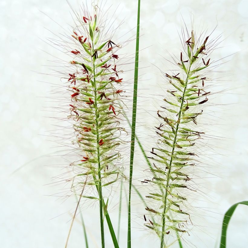 Pennisetum alopecuroïdes Herbstzauber (Floración)