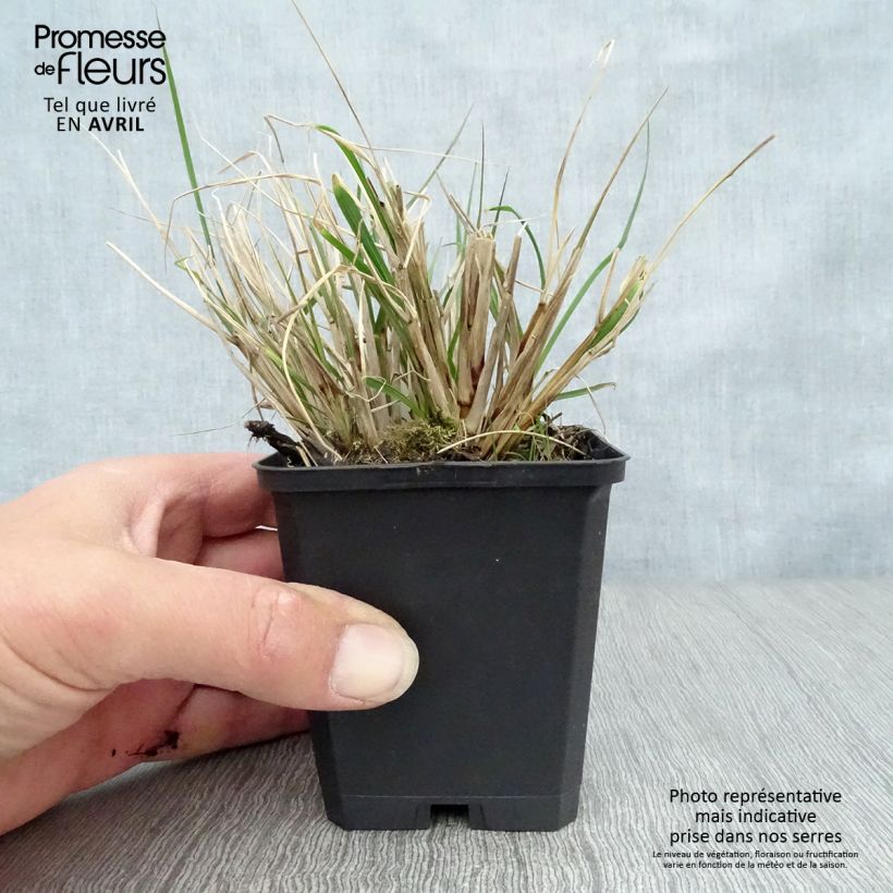 Pennisetum alopecuroïdes Herbstzauber Maceta de 8/9 cm Ejemplar entregado en la primavera