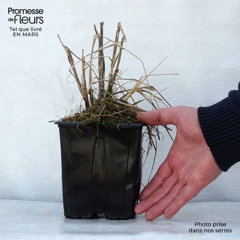 Pennisetum alopecuroïdes Herbstzauber Maceta 2L/3L Ejemplar entregado en la primavera