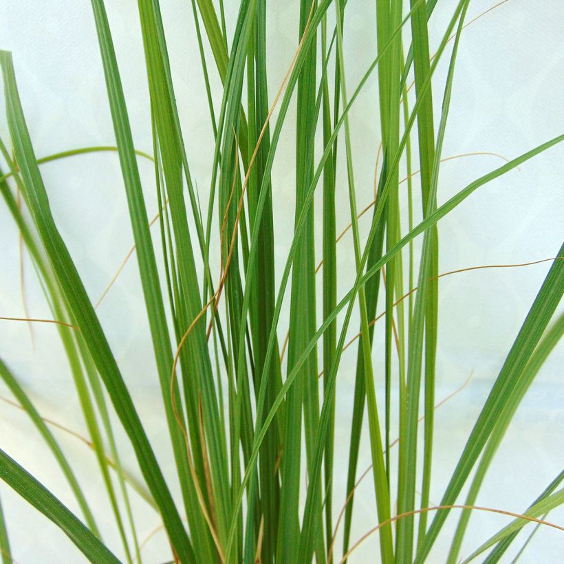 Pennisetum alopecuroïdes Japonicum (Follaje)