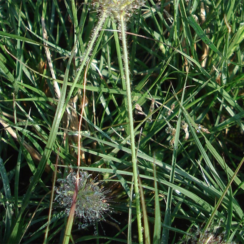 Pennisetum alopecuroïdes Little Bunny (Follaje)