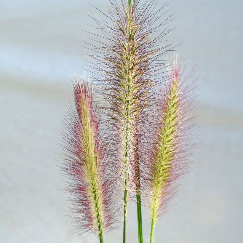 Pennisetum alopecuroïdes Magic (Floración)