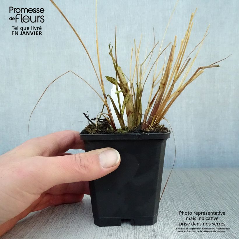 Pennisetum alopecuroides Magic - Herbe aux écouvillons  Godet de 9cm Ejemplar entregado en invierno