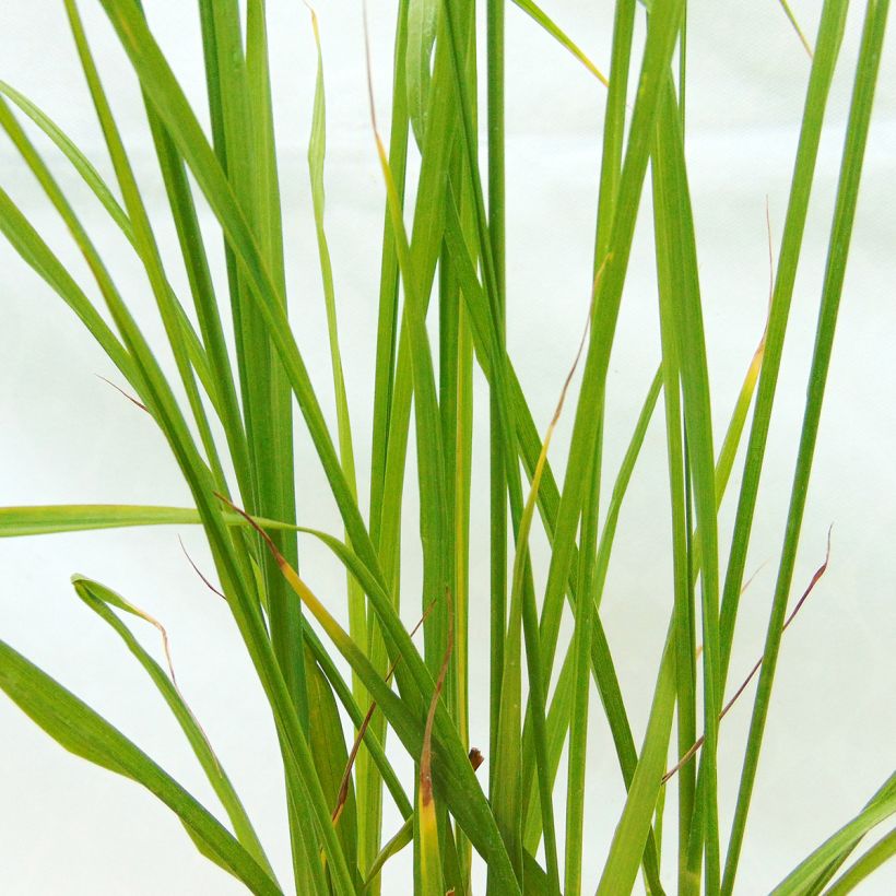 Pennisetum alopecuroïdes Moudry (Follaje)