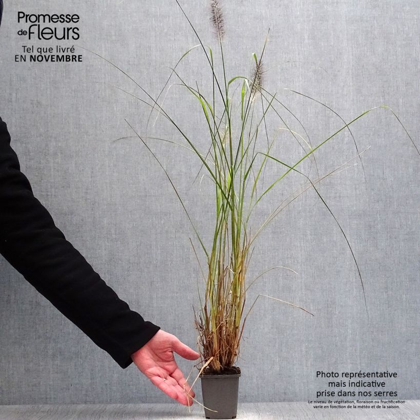 Ejemplar de Pennisetum alopecuroïdes Moudry - Herbe aux écouvillons en godet de 9 cm entregado en otoño