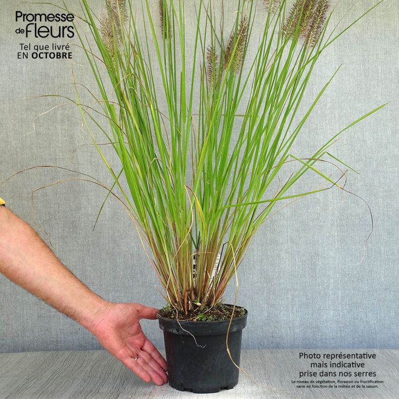 Ejemplar de Pennisetum alopecuroïdes Moudry - Herbe aux écouvillons en pot de 2/3 litres entregado en otoño