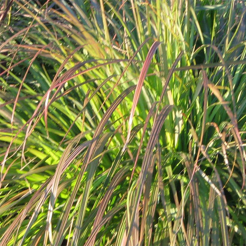 Pennisetum alopecuroïdes National Arboretum (Follaje)