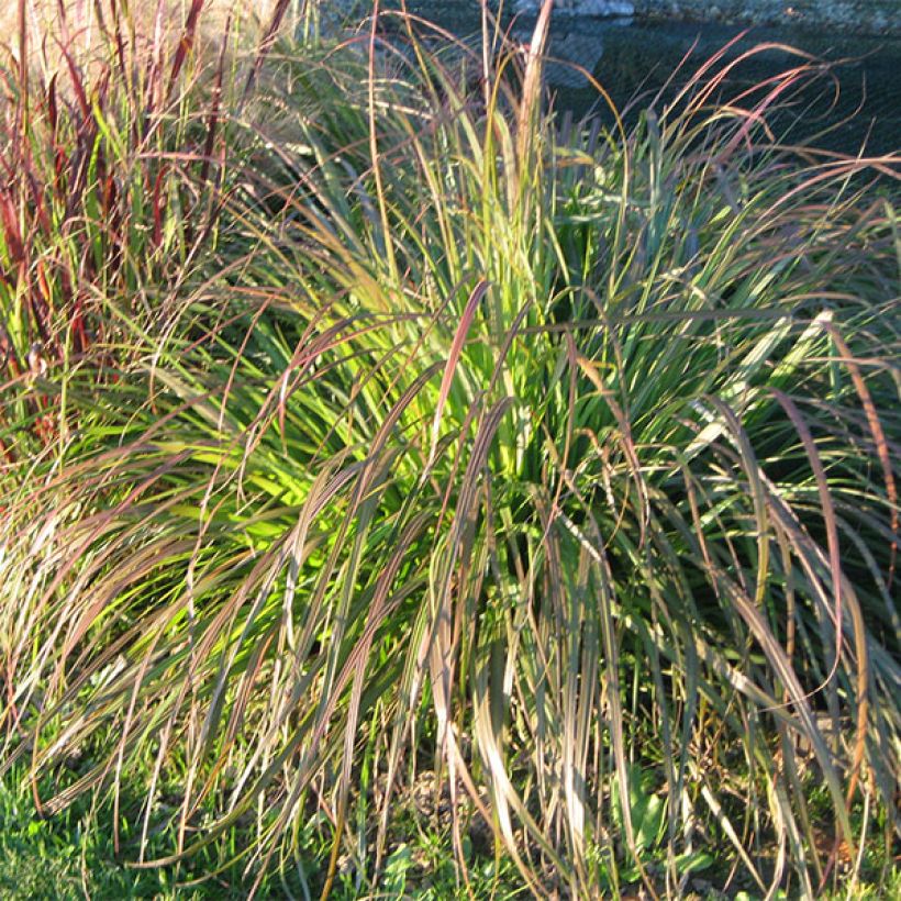 Pennisetum alopecuroïdes National Arboretum (Porte)