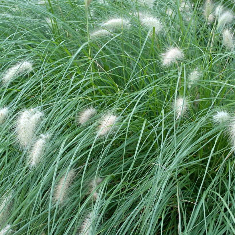 Pennisetum alopecuroïdes Piglet (Follaje)