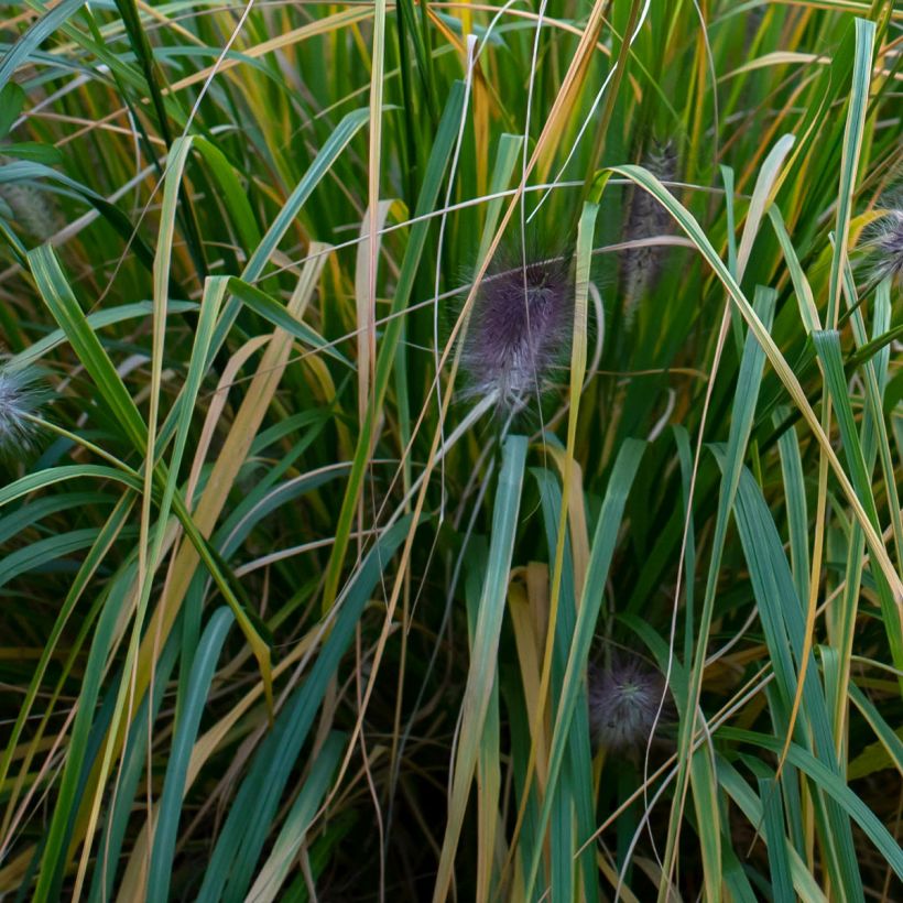 Pennisetum alopecuroïdes Red Head - Sericura (Follaje)