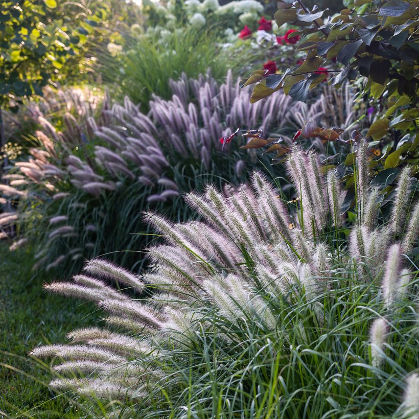 Pennisetum alopecuroïdes Red Head - Sericura (Porte)