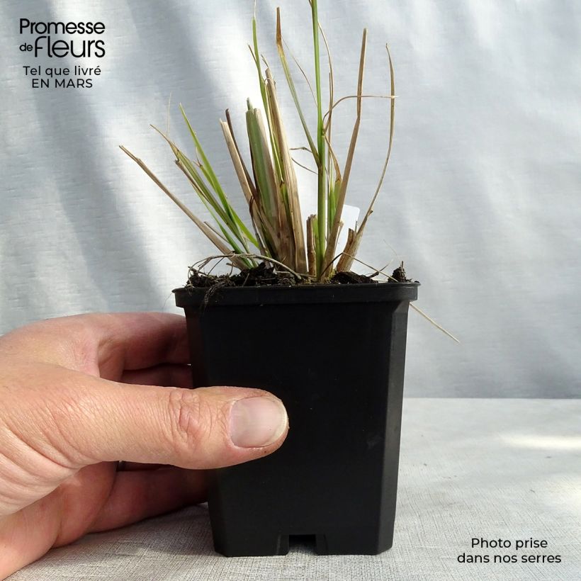 Pennisetum alopecuroïdes f. viridescens - Godet de 9cm Ejemplar entregado en invierno