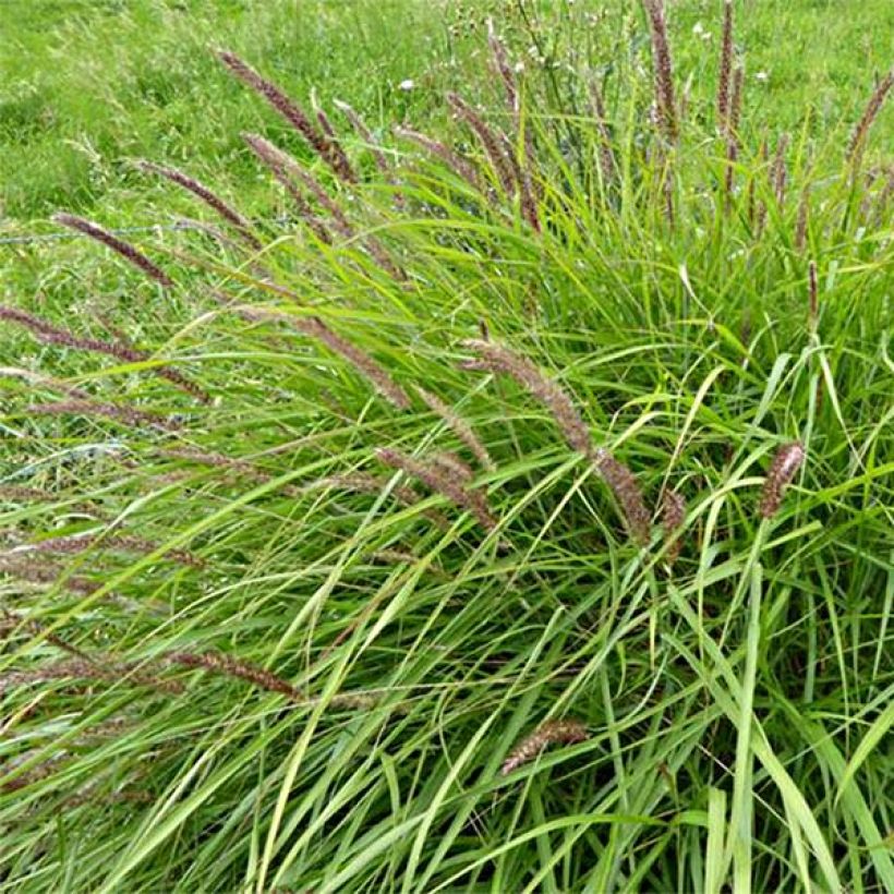 Pennisetum incomptum (Floración)