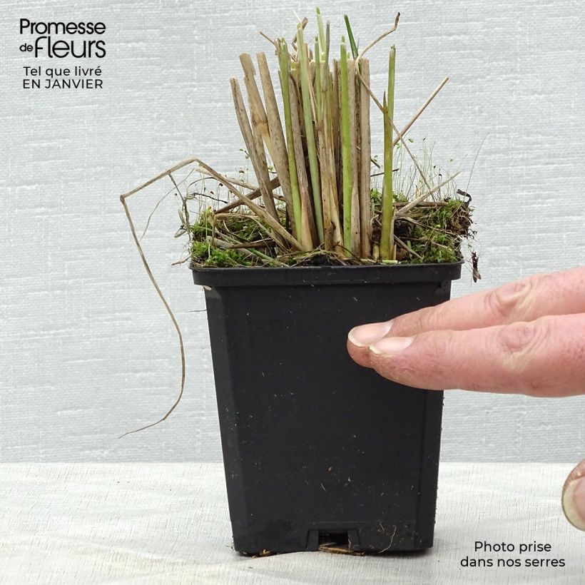 Pennisetum macrourum en pot de 2/3 litres Ejemplar entregado en invierno