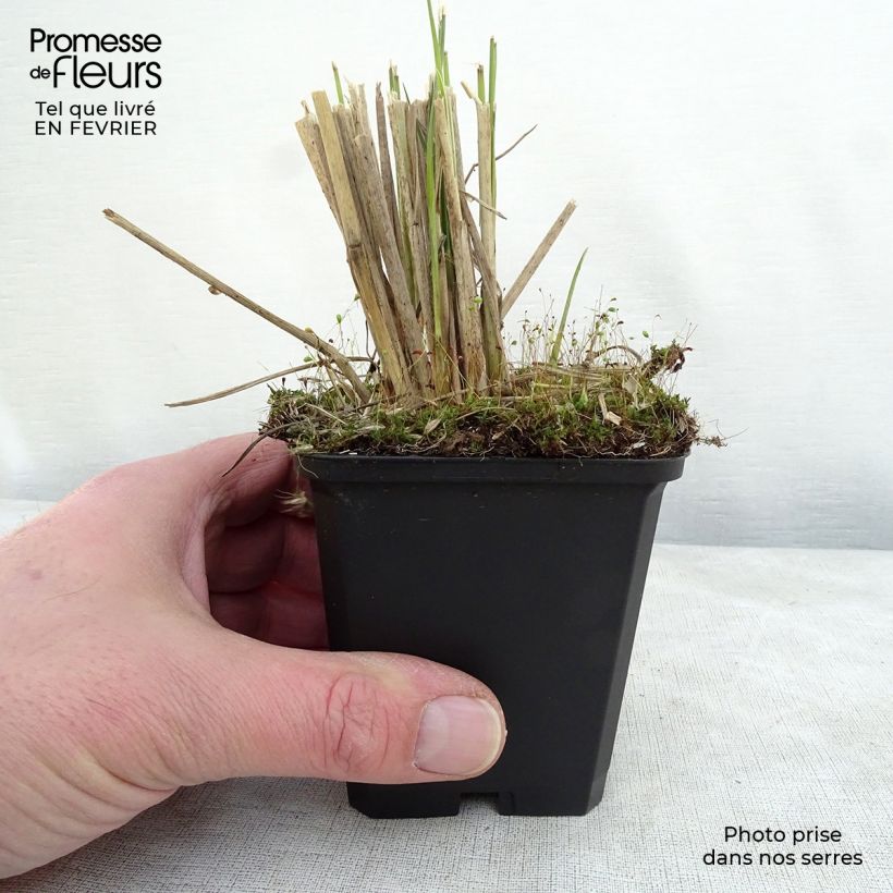 Pennisetum macrourum en pot de 9 cm Ejemplar entregado en invierno