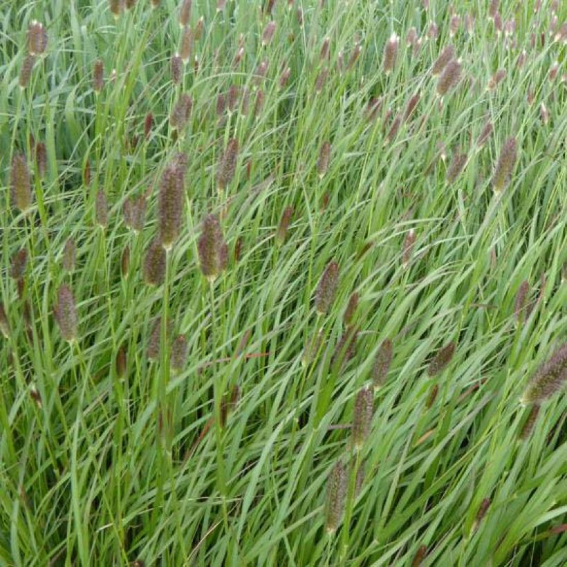 Pennisetum massaicum Red Button (Floración)