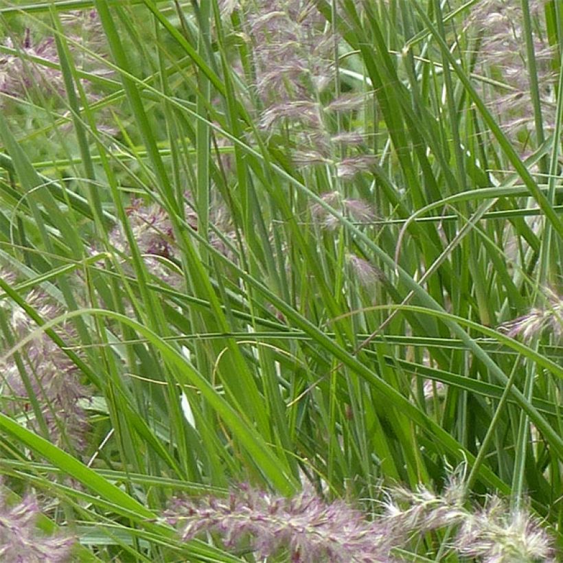 Pennisetum orientale Karley Rose (Follaje)