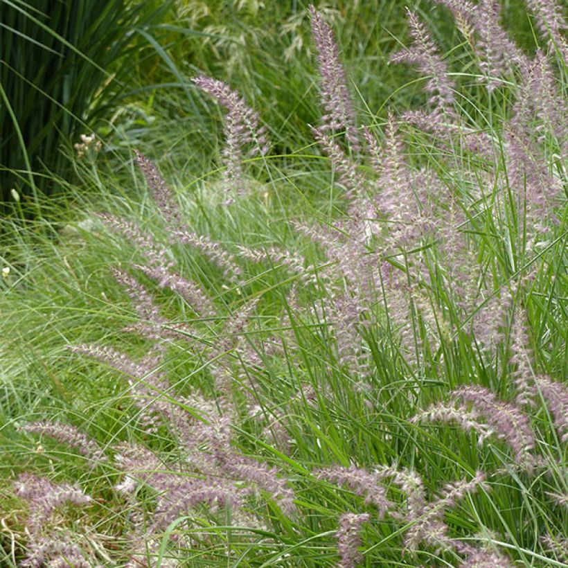 Pennisetum orientale Karley Rose (Floración)