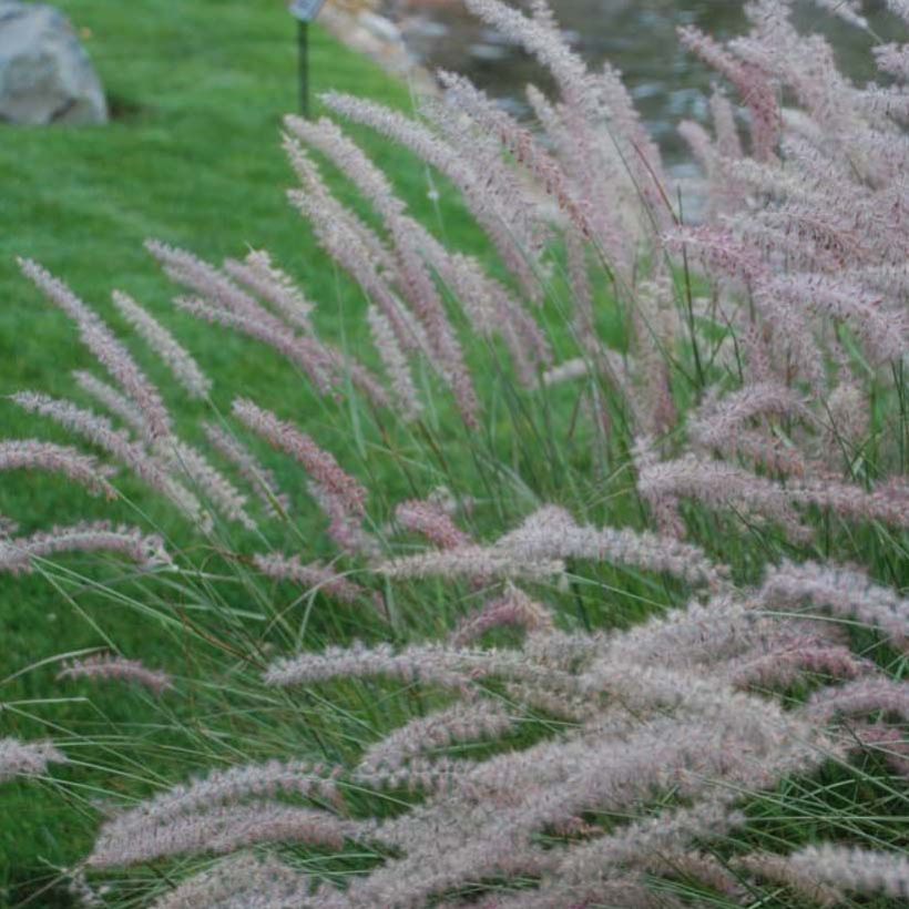 Pennisetum orientale Shogun (Floración)