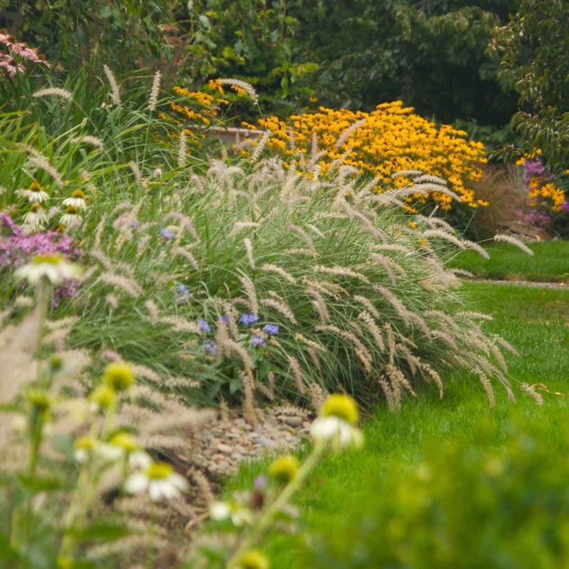 Pennisetum orientale Shogun (Porte)