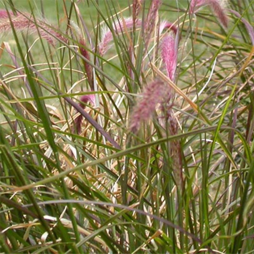 Pennisetum setaceum - Rabo de gato (Follaje)