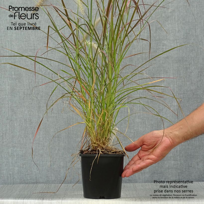 Ejemplar de Pennisetum setaceum Fireworks - Herbe aux écouvillons pot de 2L/3L entregado en otoño