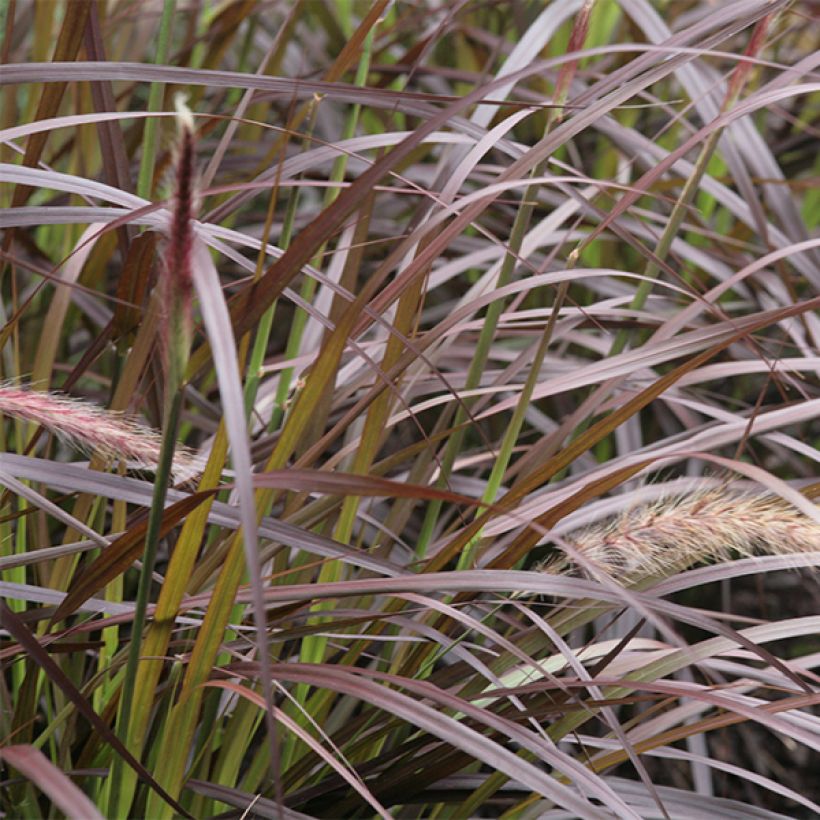 Pennisetum advena Rubrum (Follaje)