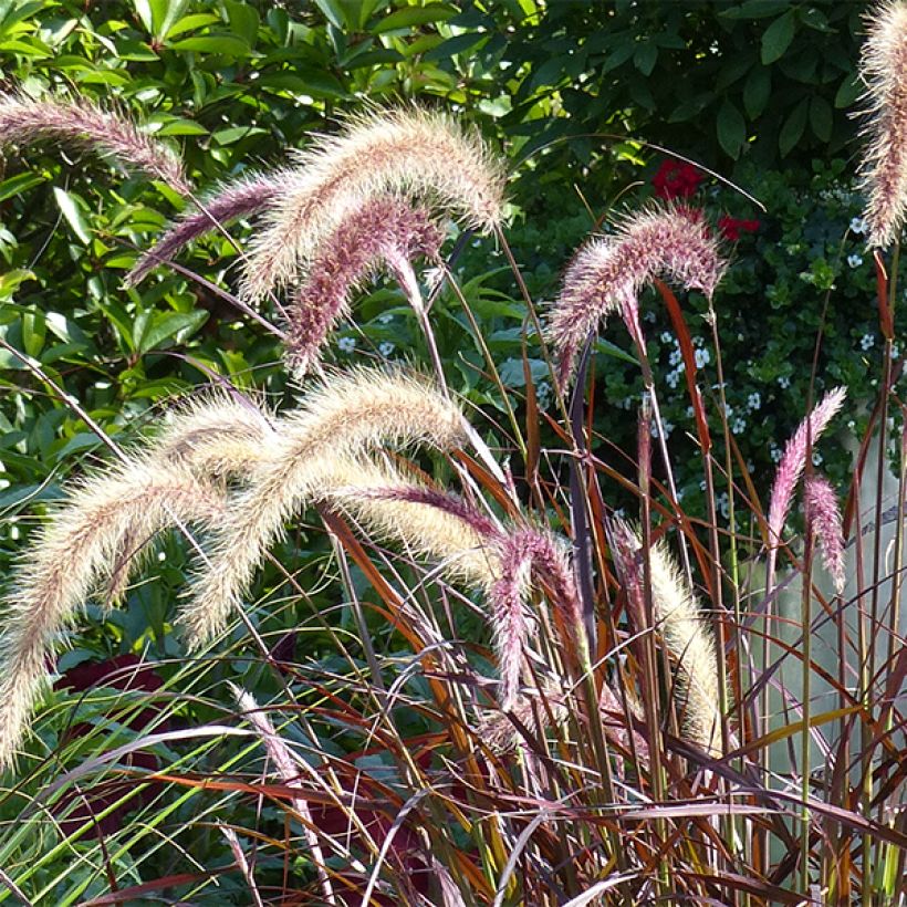 Pennisetum advena Rubrum (Floración)