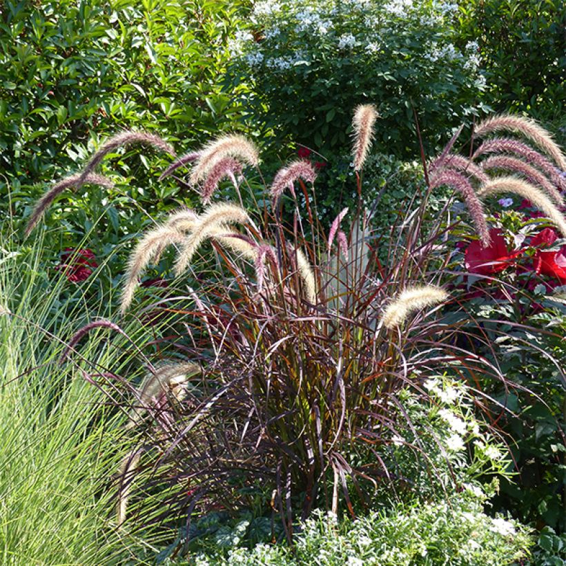 Pennisetum advena Rubrum (Porte)