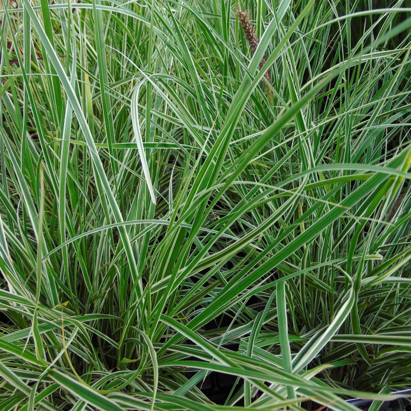 Pennisetum advena Skyrocket (Follaje)