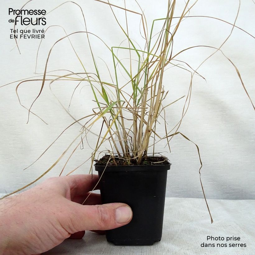 Pennisetum villosum godet de 9cm Ejemplar entregado en invierno