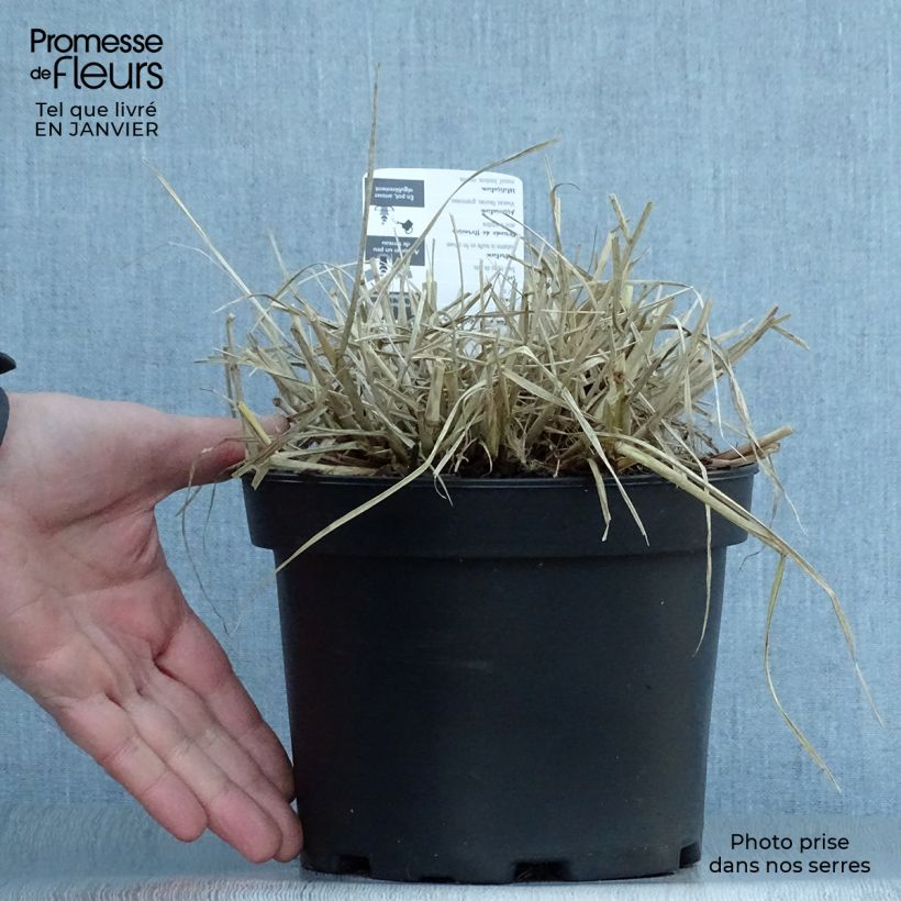 Pennisetum villosum pot de 2L/3L Ejemplar entregado en invierno