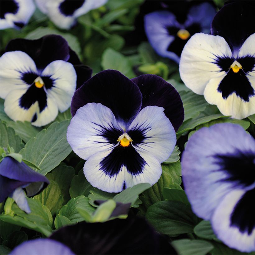 Viola hybrida Alpha F1 Moonlight - Violeta hibrida (Floración)